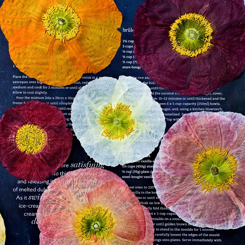 Art Craft Shop - 1pcs,Nature Field Poppy Pressed Dry Flowers