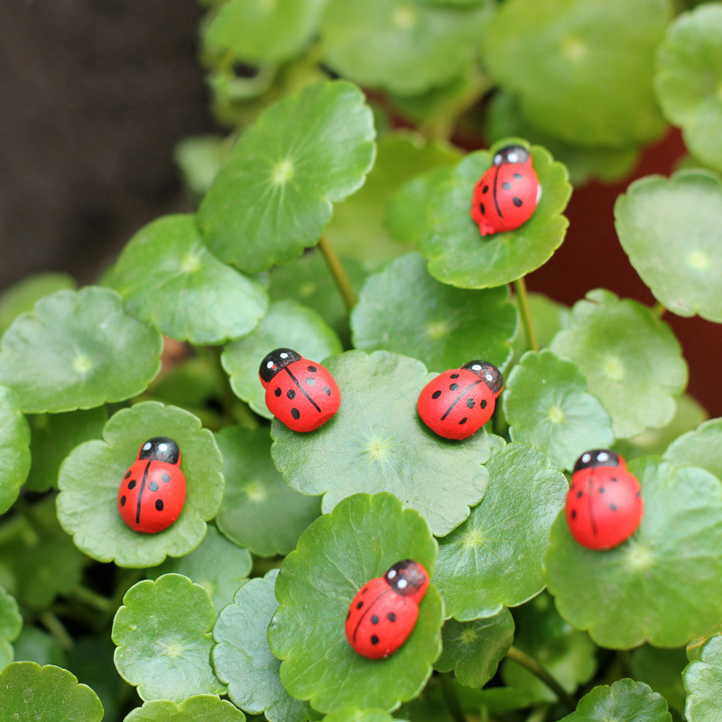 100pcs Mini Ladybugs Wood Craf - Art Craft Ladybug recensione e prezzo