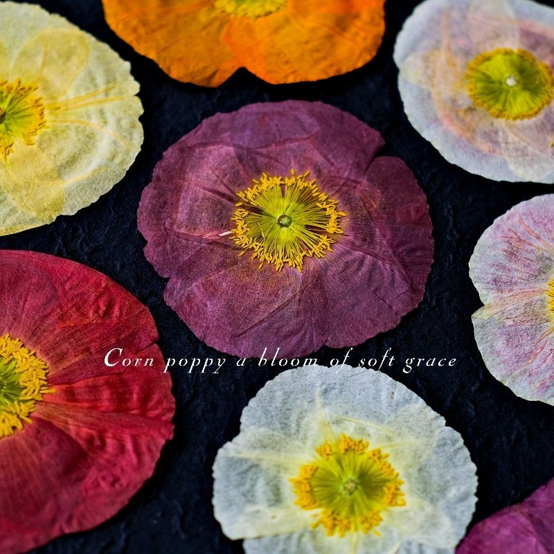 1pcs,Nature Field Poppy Presse - Art Craft Shop recensione e prezzo