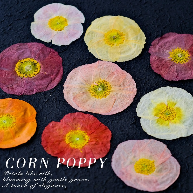 1pcs,Nature Field Poppy Presse - Art Craft Shop recensione e prezzo