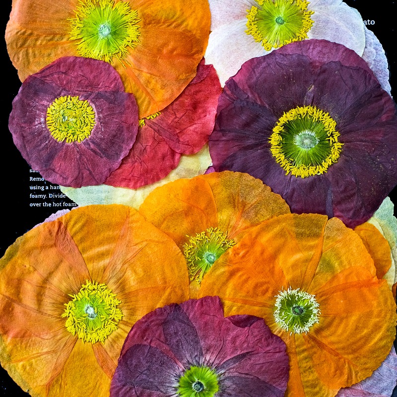 1pcs,Nature Field Poppy Presse - Art Craft Shop recensione e prezzo