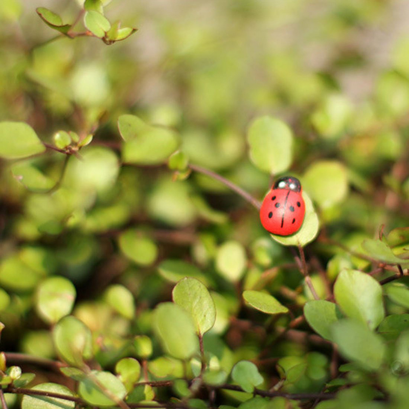 100pcs Self-adhesive Mini Refr - Art Craft Ladybug recensione e prezzo