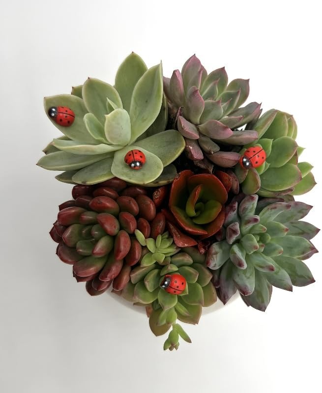 100-Pack Wooden Ladybug Sticke - Art Craft Ladybug recensione e prezzo